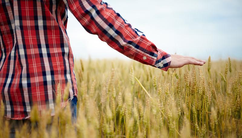 agricoltura