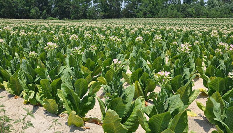 descrizione del tabacco Kentucky