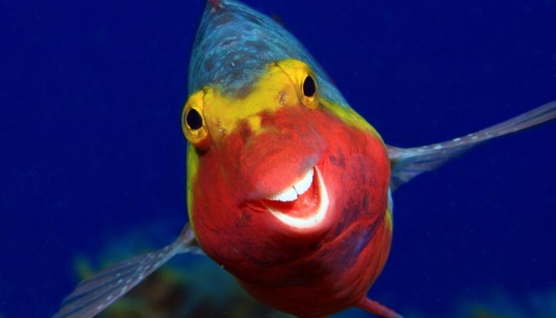 comedy photography awards 