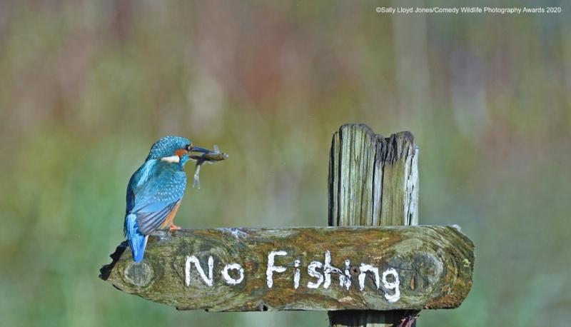 comedy photography awards 