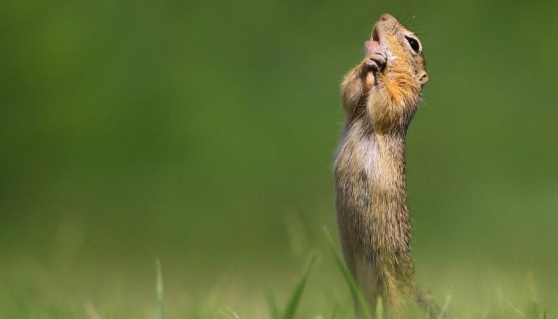 comedy photography awards 