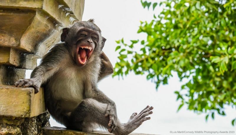 comedy photography awards 