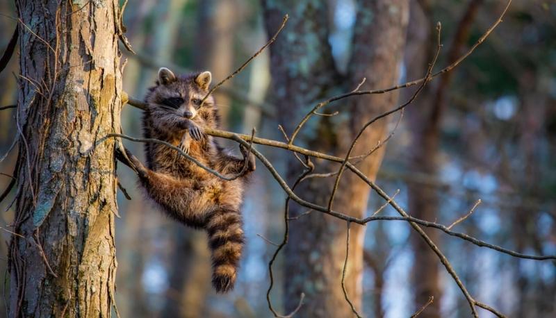 comedy photography awards 