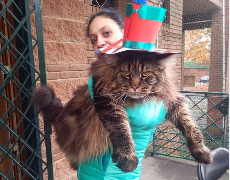 barivel gatto più lungo del pianeta
