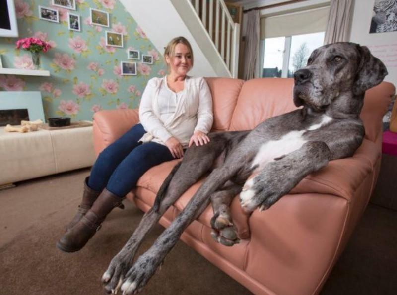 freddy il cane più grande del mondo