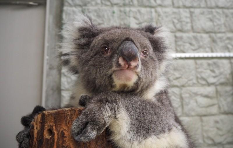 midori koala più longevo