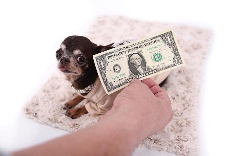milly il cane più piccolo del mondo