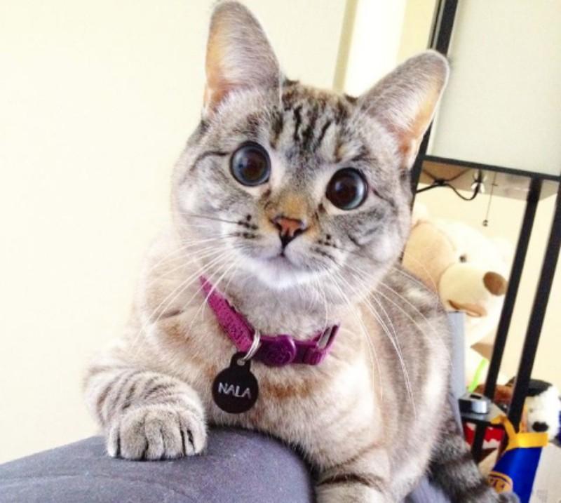 nala gatta più seguita su instagram