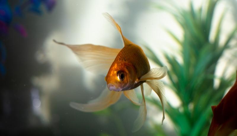 pesce d'aprile