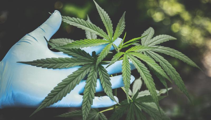 corso sulla cannabis padova