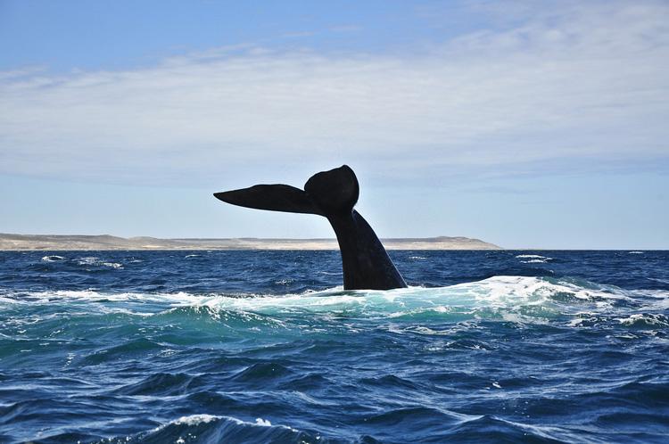 Starbuck, Moby Dick articolo