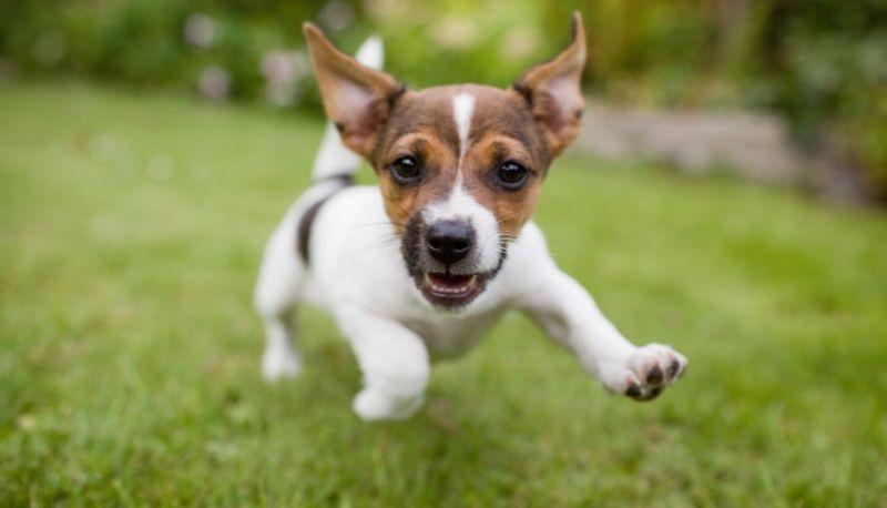 Giornata mondiale degli animali: perché si festeggia il 4 ottobre
