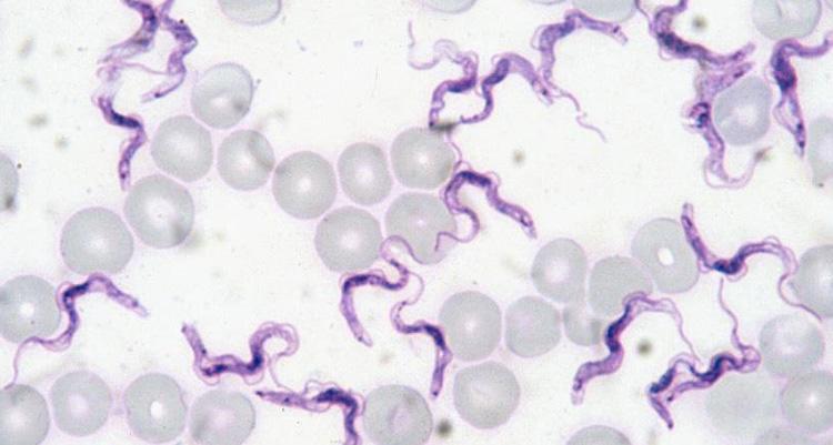 Trypanosoma articolo