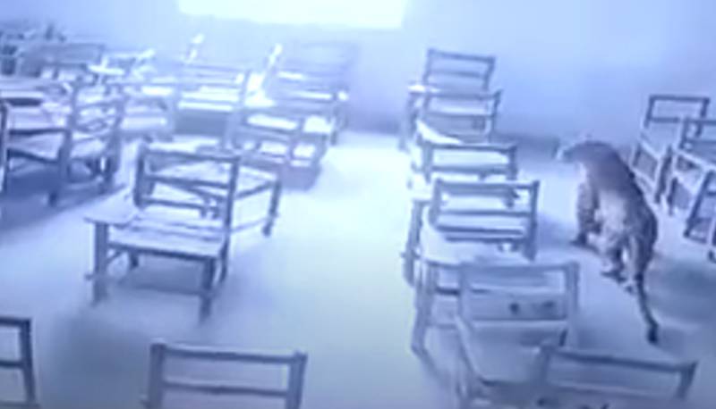 leopardo entra a scuola