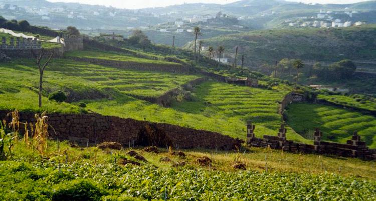 Agricoltura - Lavorazione dei campi agricoli articolo