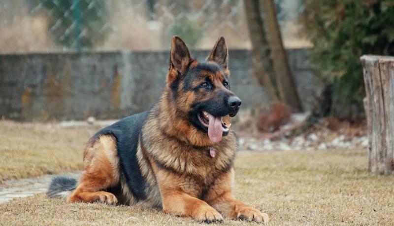 cane antidroga in classe fiuta sostanze