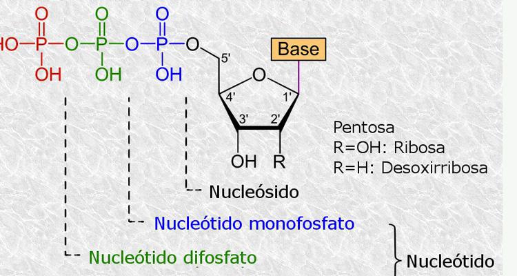 Nucleoside: componente importante degli acidi nucleici articolo