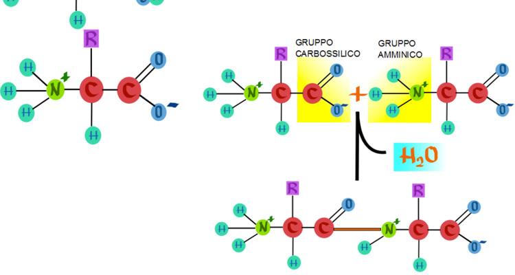 Amminoacidi: definizione, classificazione e descrizione articolo