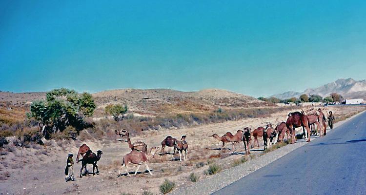 Viaggio a Kandahar: recensione e trama del film con focus sull'argomento articolo