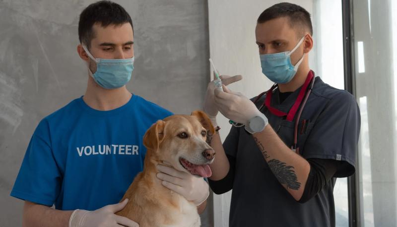 La guida per il test ingresso 2022 Veterinaria: tutte le informazioni principali