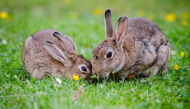 giornata mondiale animali