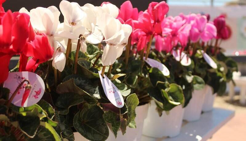 ciclamini al posto dei fiori distrutti da Blanco