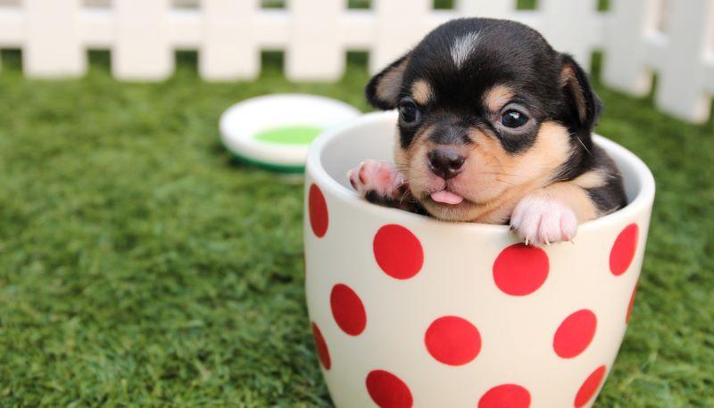 Come iscriversi al test di veterinaria 2023, il TOLC VET del Cisia
