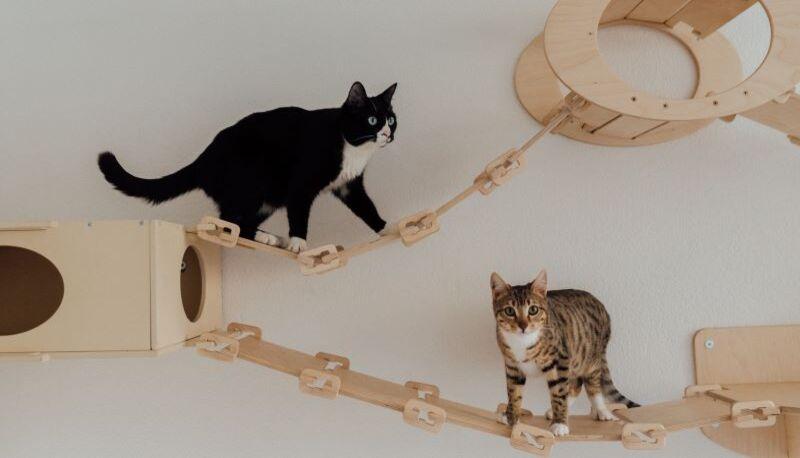 Quanto dura il test di Veterinaria TOLC VET 2023?
