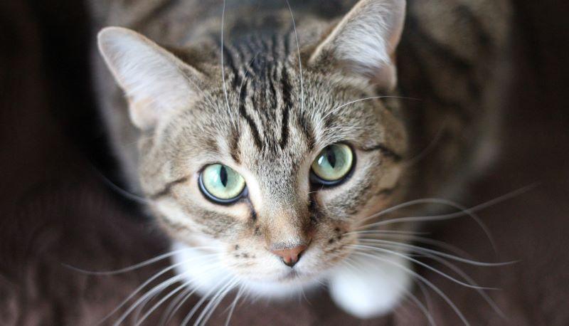 Test Veterinaria TOLC VET conviene rispondere in caso di dubbio?