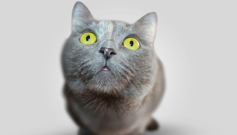 Quanto costa il test di Veterinaria TOLC VET 2023?