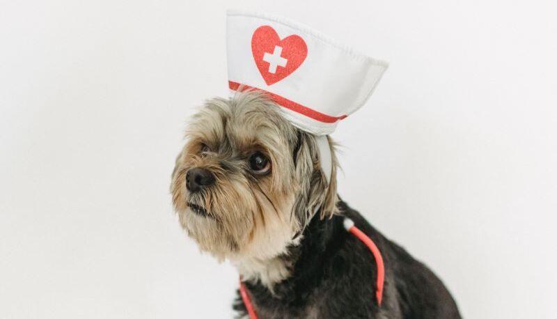 Programma su cui prepararsi test Veterinaria TOLC VET 2023