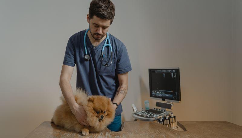 Qual è il punteggio minimo per entrare a veterinaria?