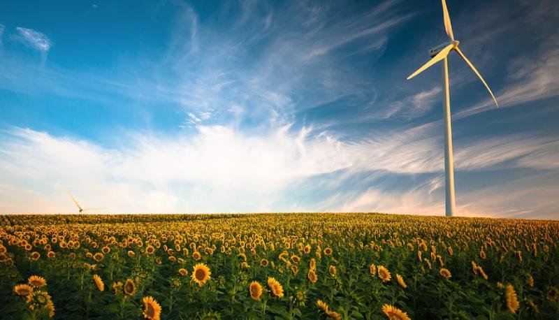 Campo di girasoli