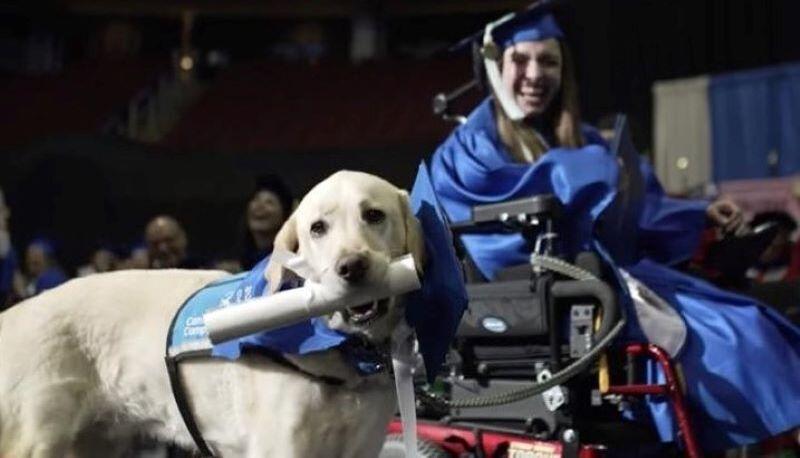 Il cane Justin si laurea per avere aiutato la padrona con disabilità a diventare dottoressa