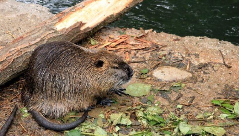 Scuola invasa dalle nutrie