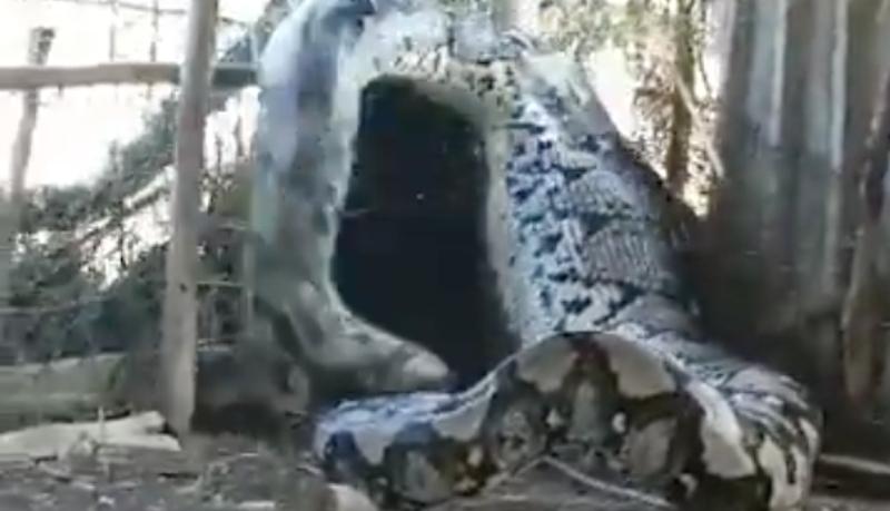Che cos'è il Pitone reticolato, il serpente gigante catturato in India