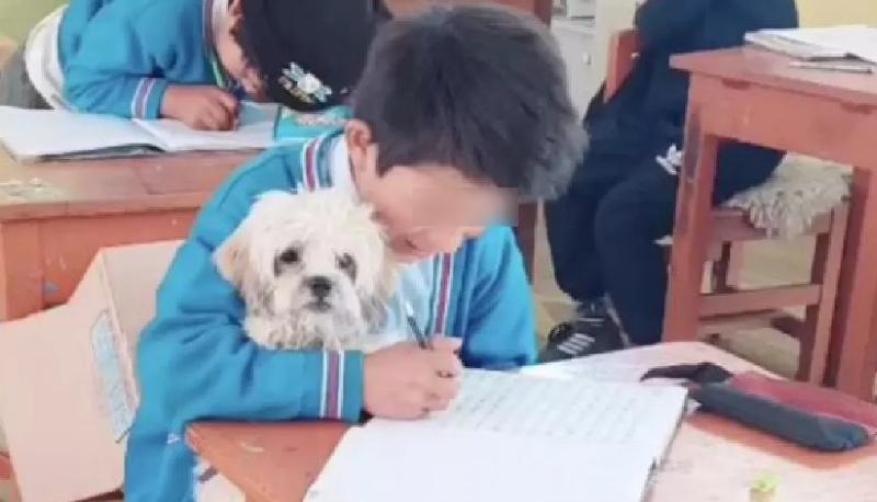 studente porta in classe cane