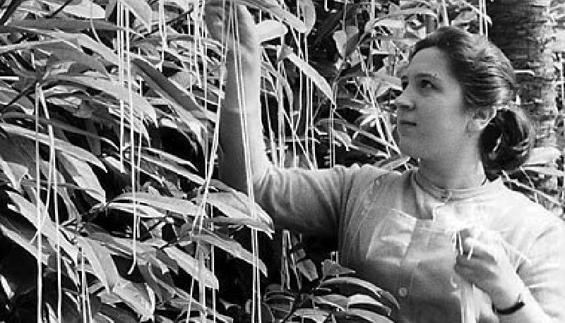 Pesce d'aprile, lo scherzo dell'albero di spaghetti andato in onda sulla BBC articolo