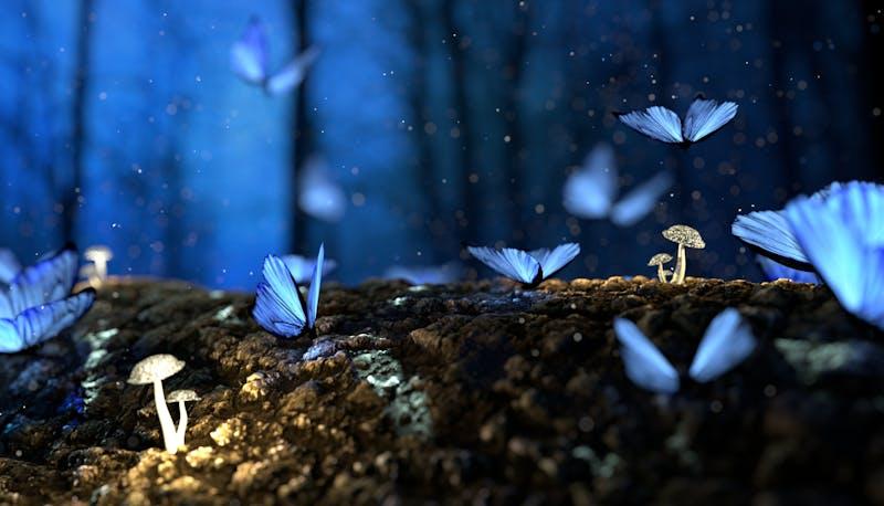 Farfalle blu in un bosco