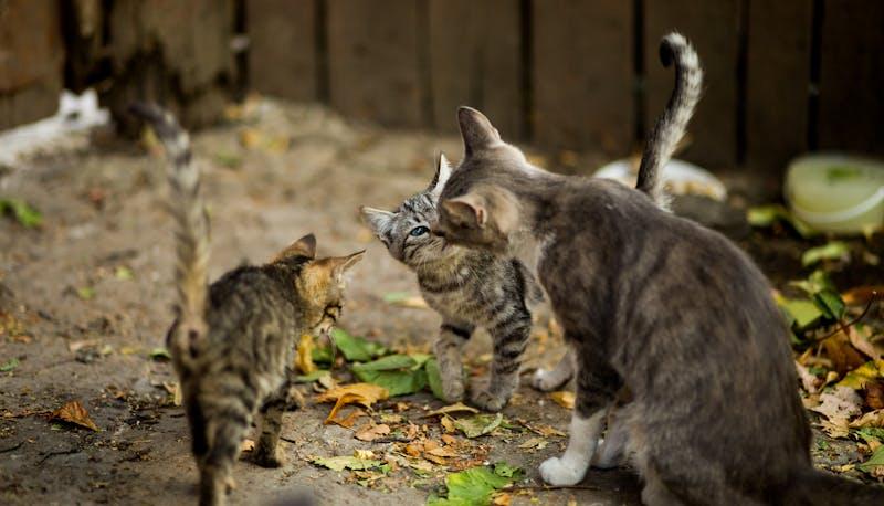 Tre gattini in un cortile