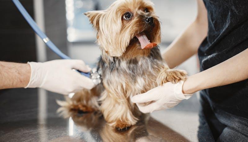 Cane tra le cure di due veterinari