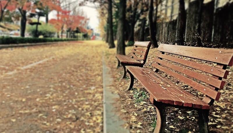 Panchine lungo un corso alberato: metafora del Benching che significa "mettere in panchina"