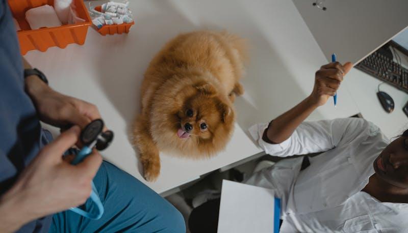 Cane dal veterinario