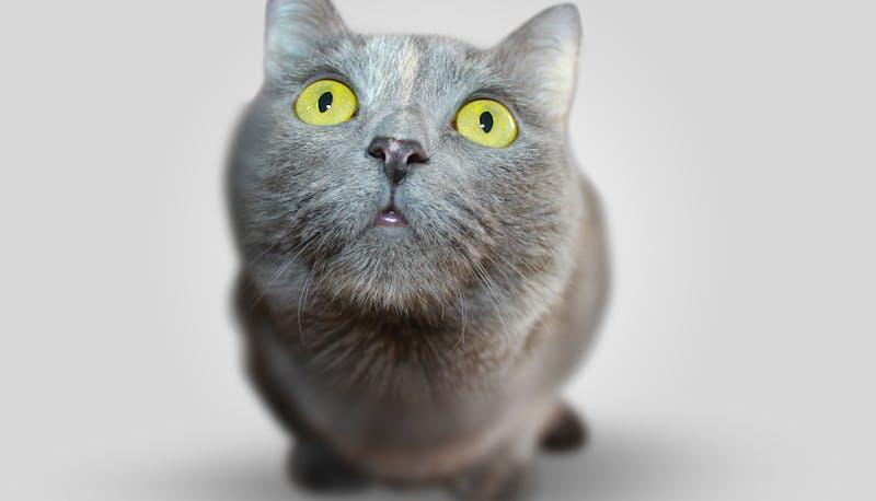 Gatto grigio in primo piano