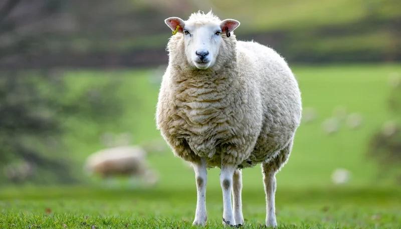 Iscrivono quattro pecore a scuola per non far chiudere le classi: l'astuta mossa di un gruppo di genitori