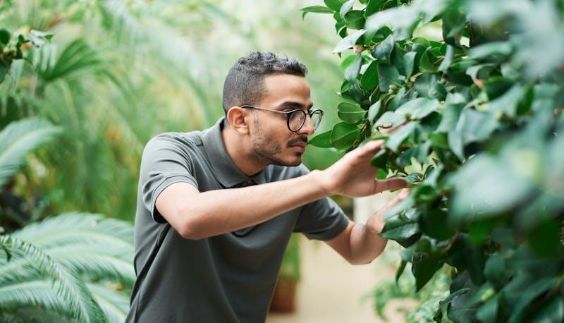 Studente di Agraria che controlla lo stato di salute di una siepe