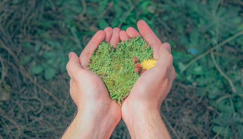 Mani che contengono del muschio a forma di cuore, segno della conservazione e della preservazione dell'ambiente