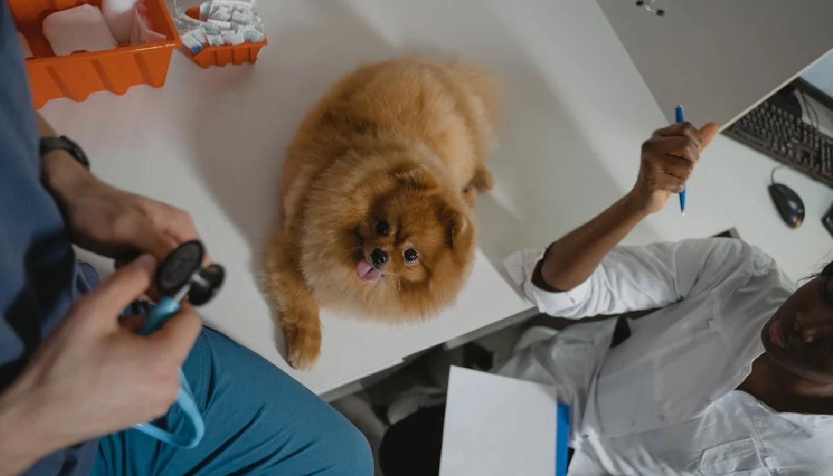Test veterinaria 31 luglio, cosa devi sapere per arrivare pronto articolo