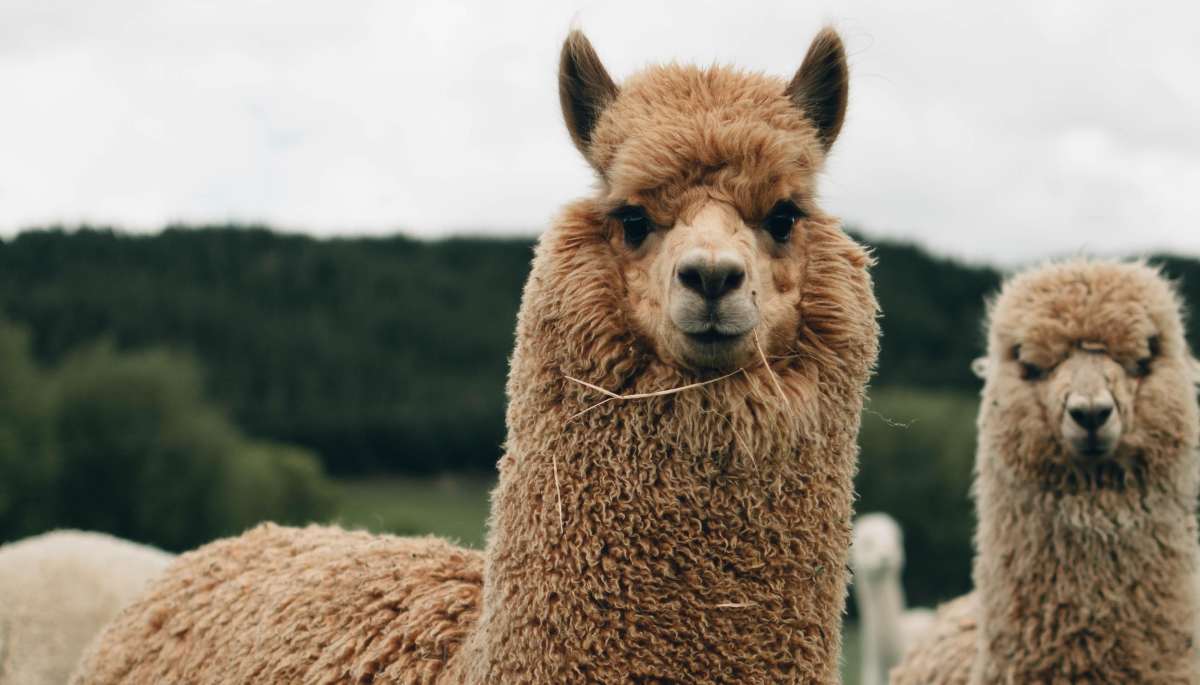 domande test veterinaria