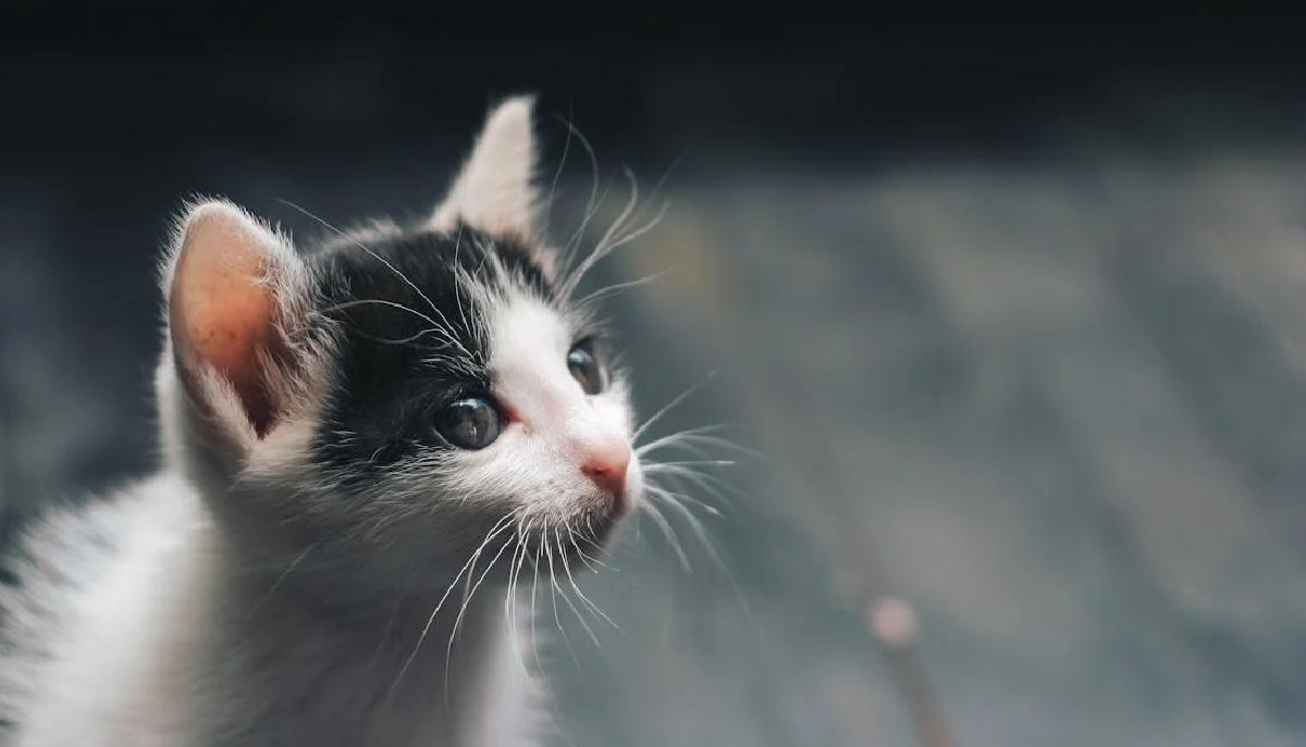 Lanciano un gattino dal ponte e postano il video sui social: denunciati due adolescenti